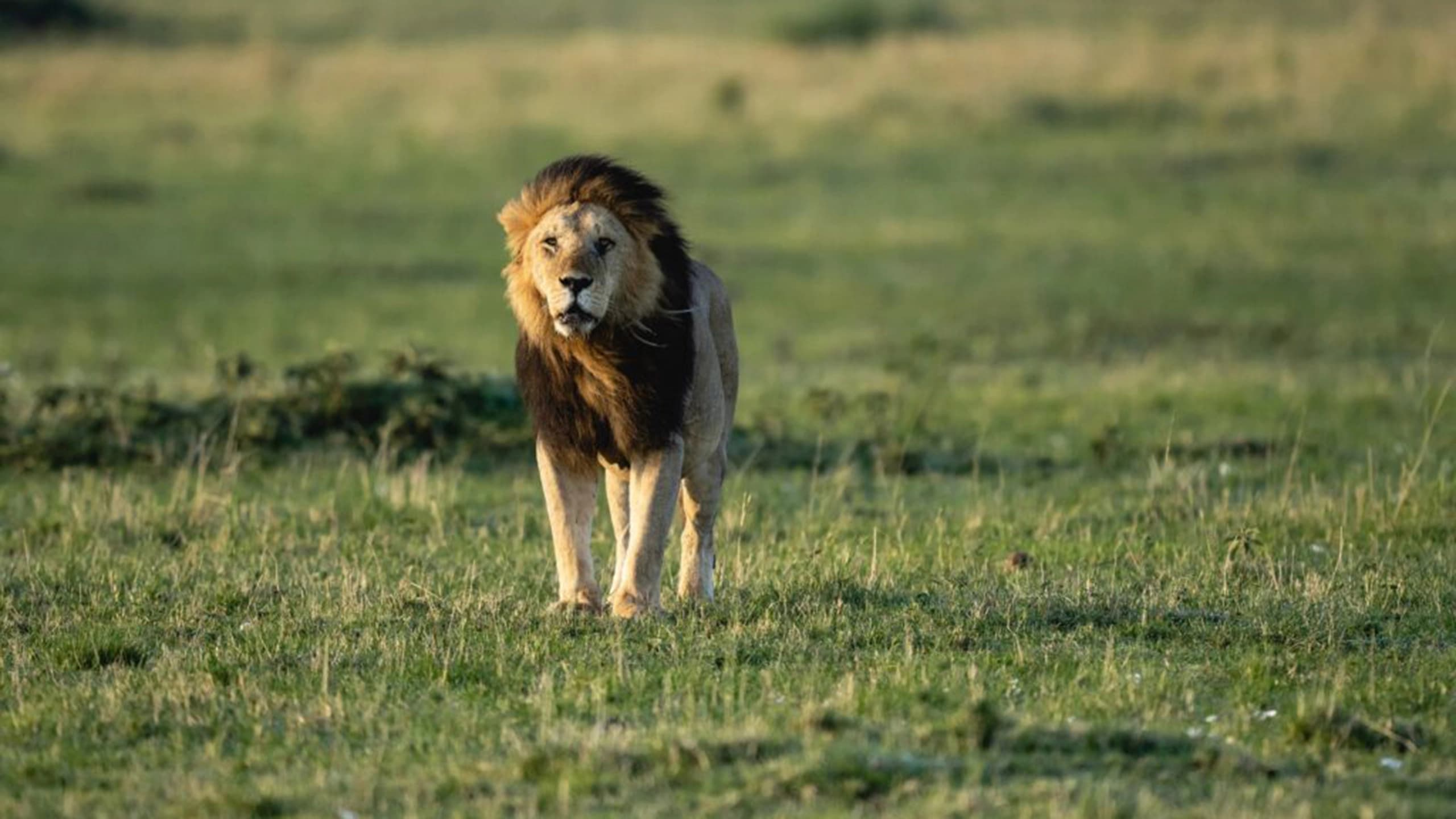 Lion resting in the grassland