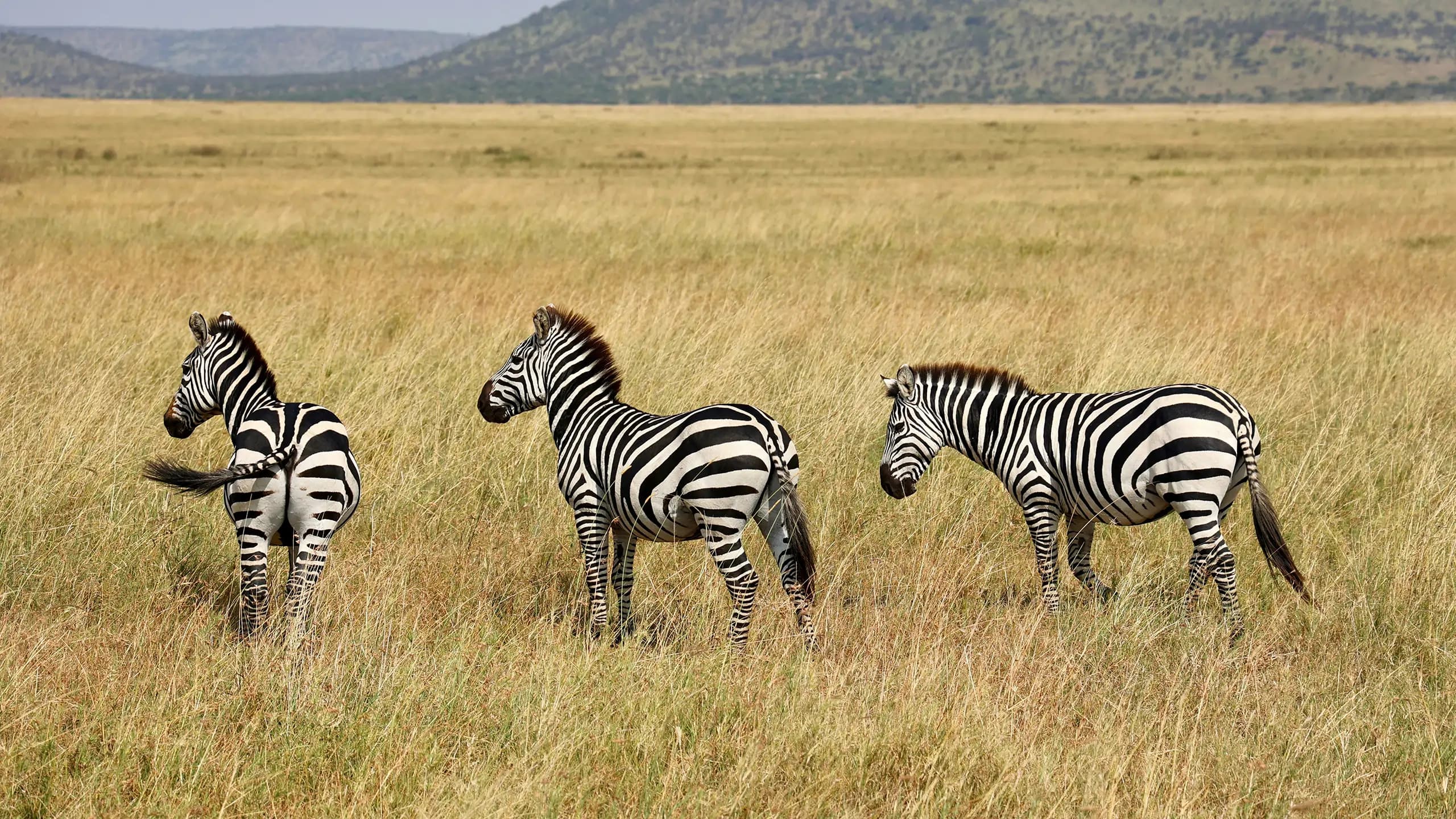 Elephants and acacia in Tanzania