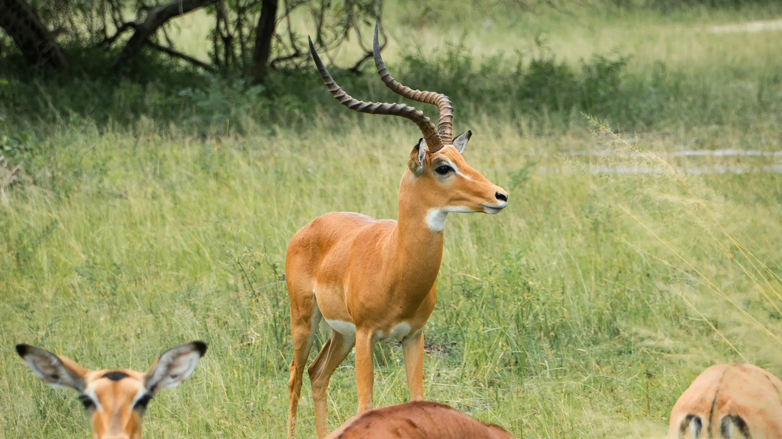 Tanzania safari landscape
