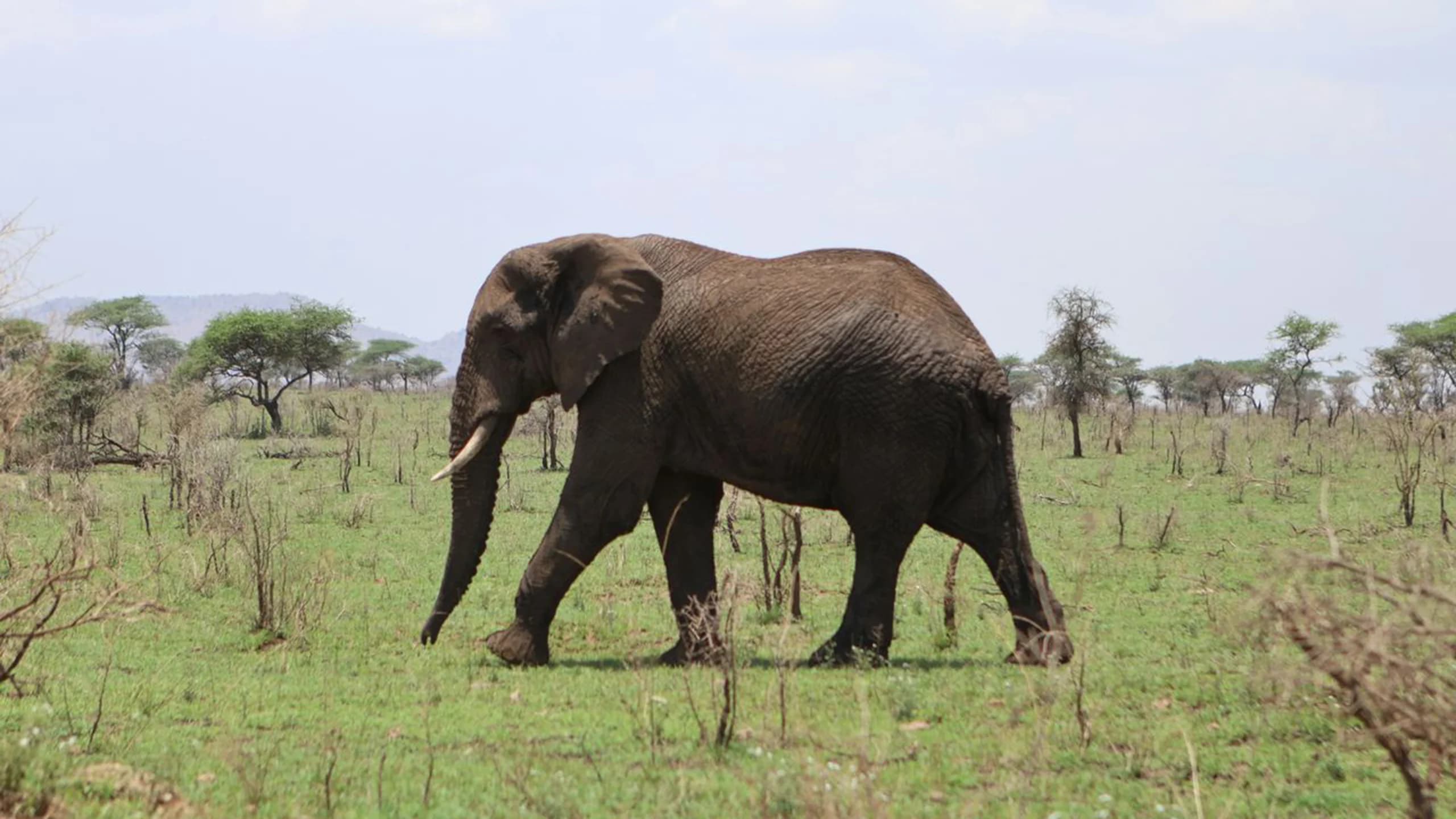 Arusha National Park photo 2