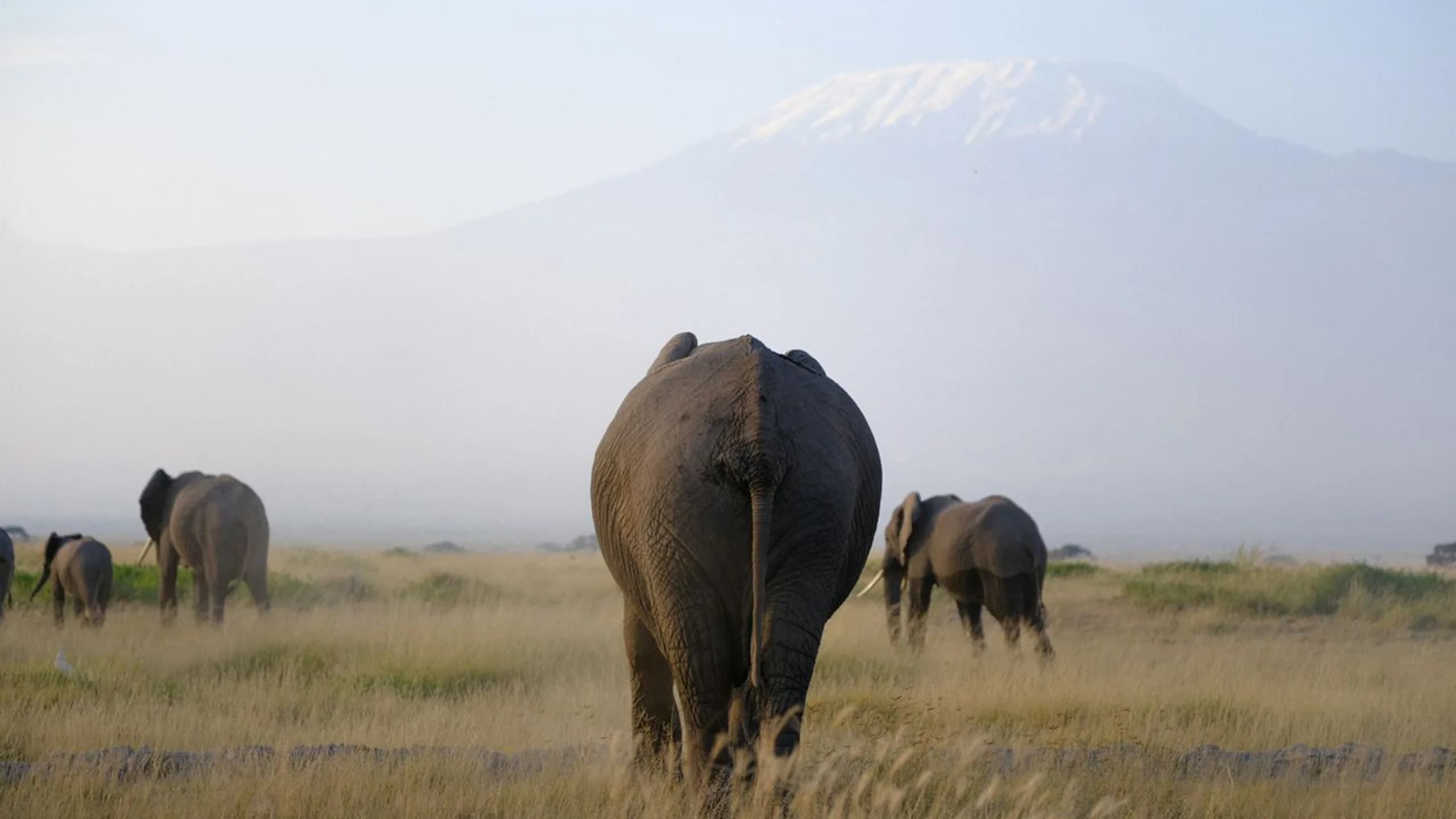 Mount Kilimanjaro photo 5