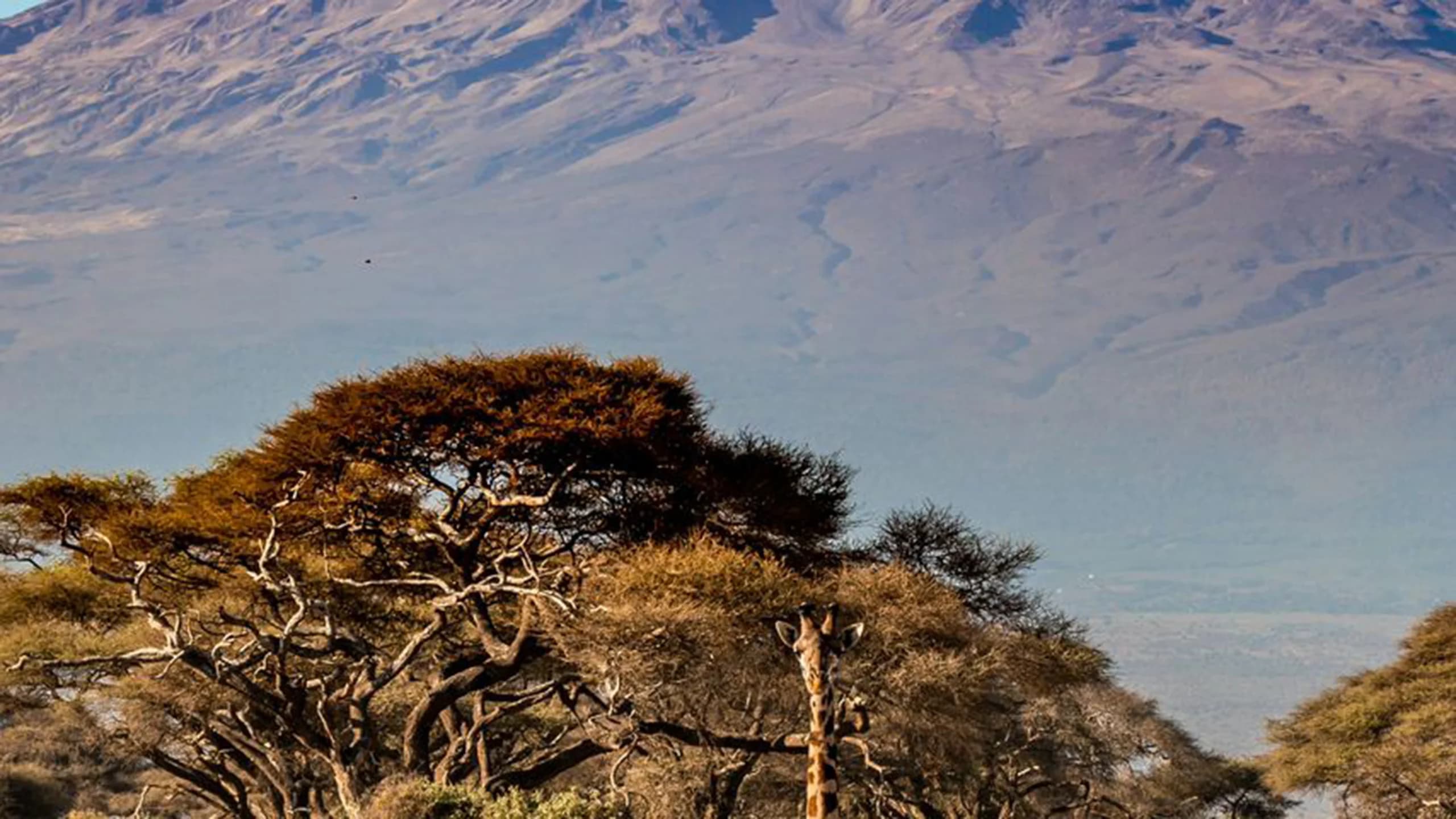 Mount Kilimanjaro photo 2