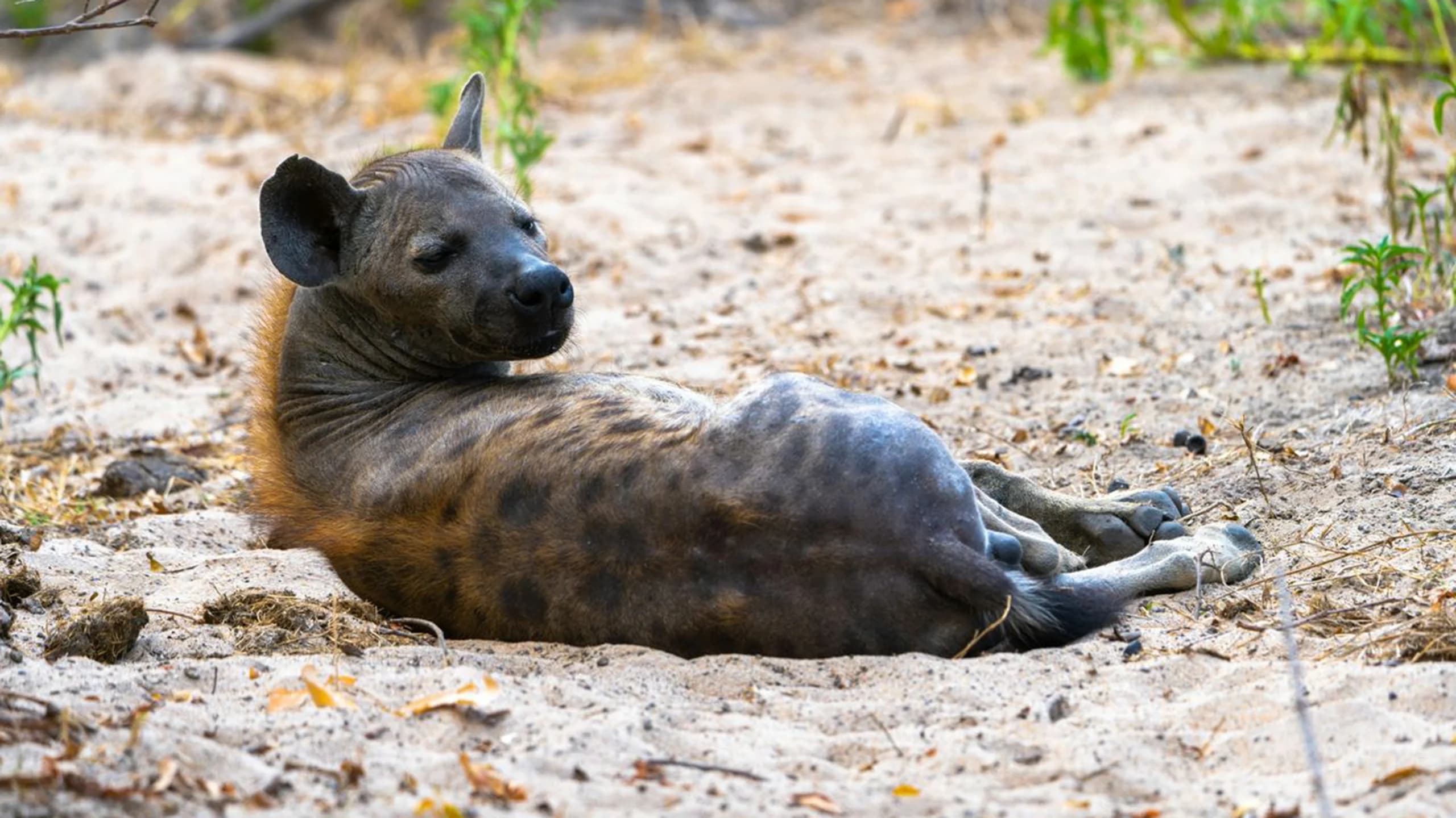 Makuyuni Wildlife Park photo 2