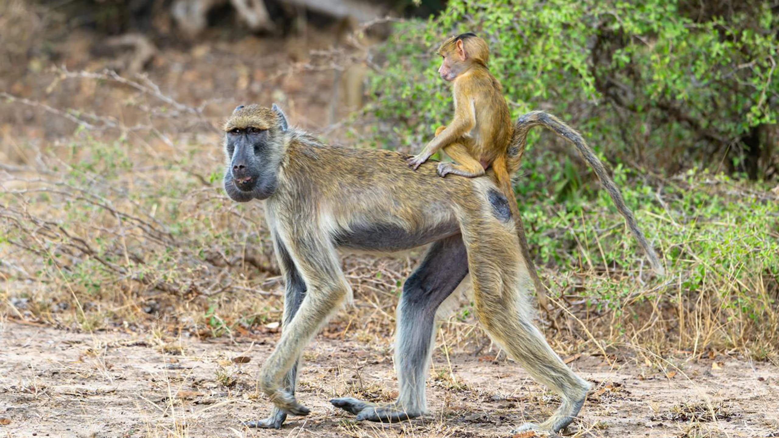 Makuyuni Wildlife Park photo 4