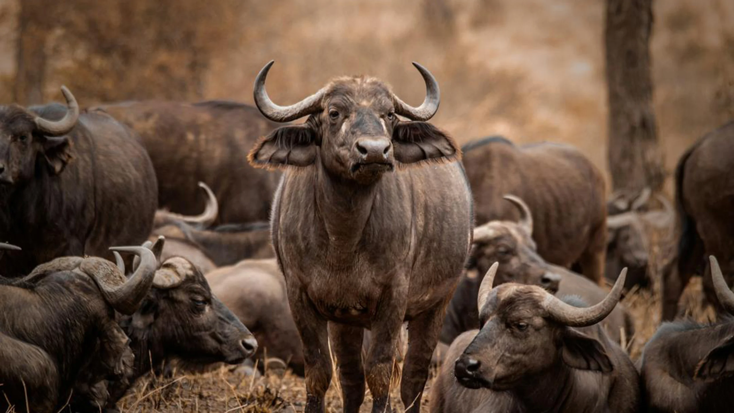 Lake Manyara National Park photo 4