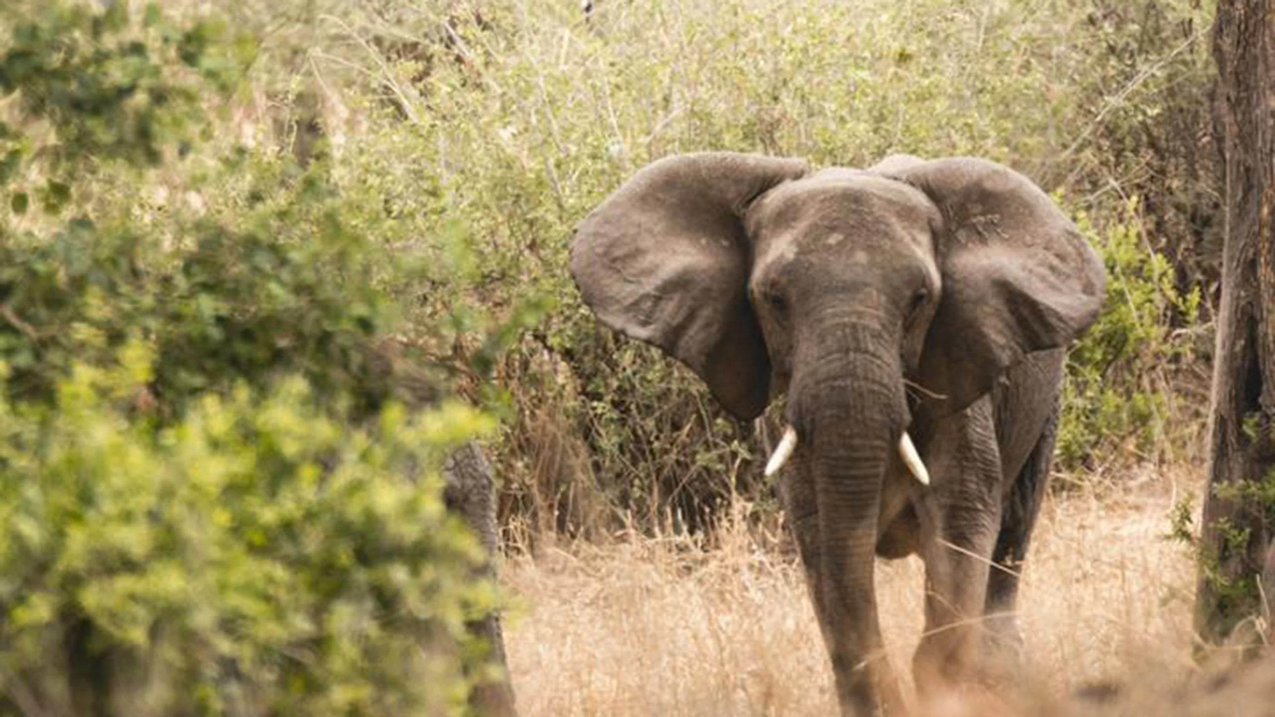 Lake Manyara National Park photo 2