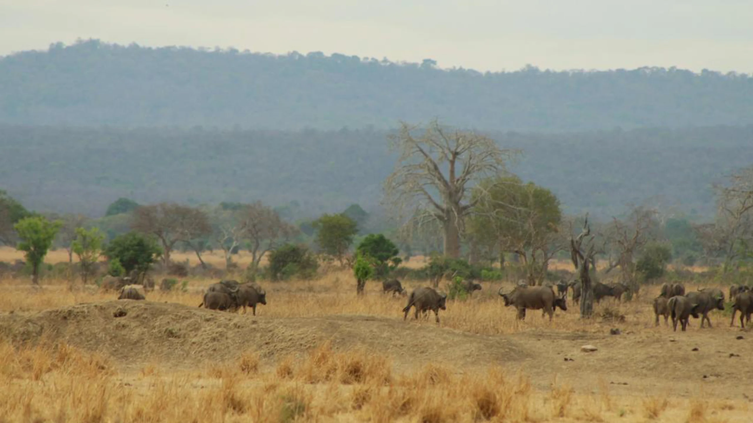 Mikumi National Park photo 5
