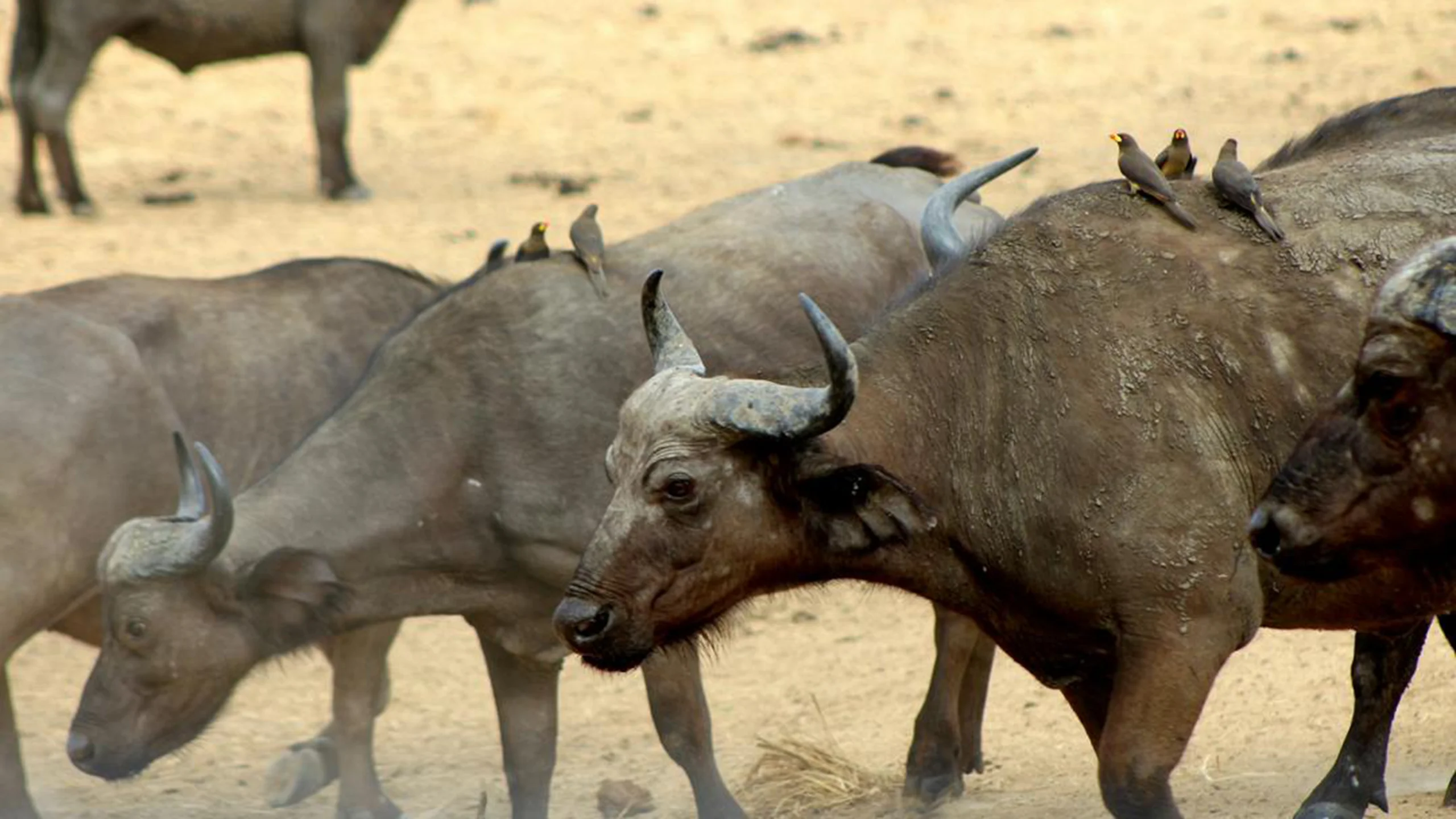 Mikumi National Park photo 4