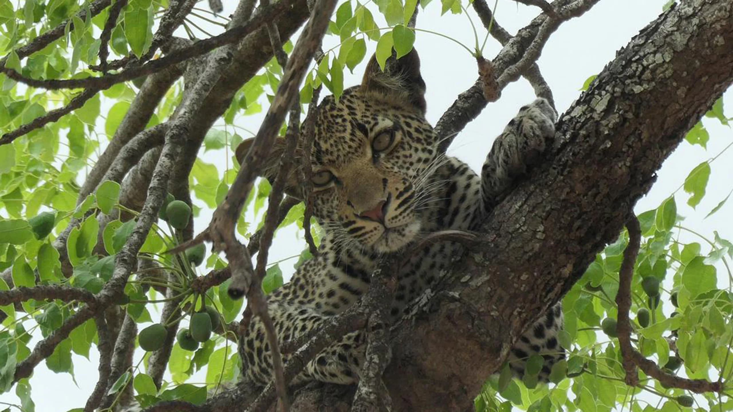 Mikumi National Park photo 3