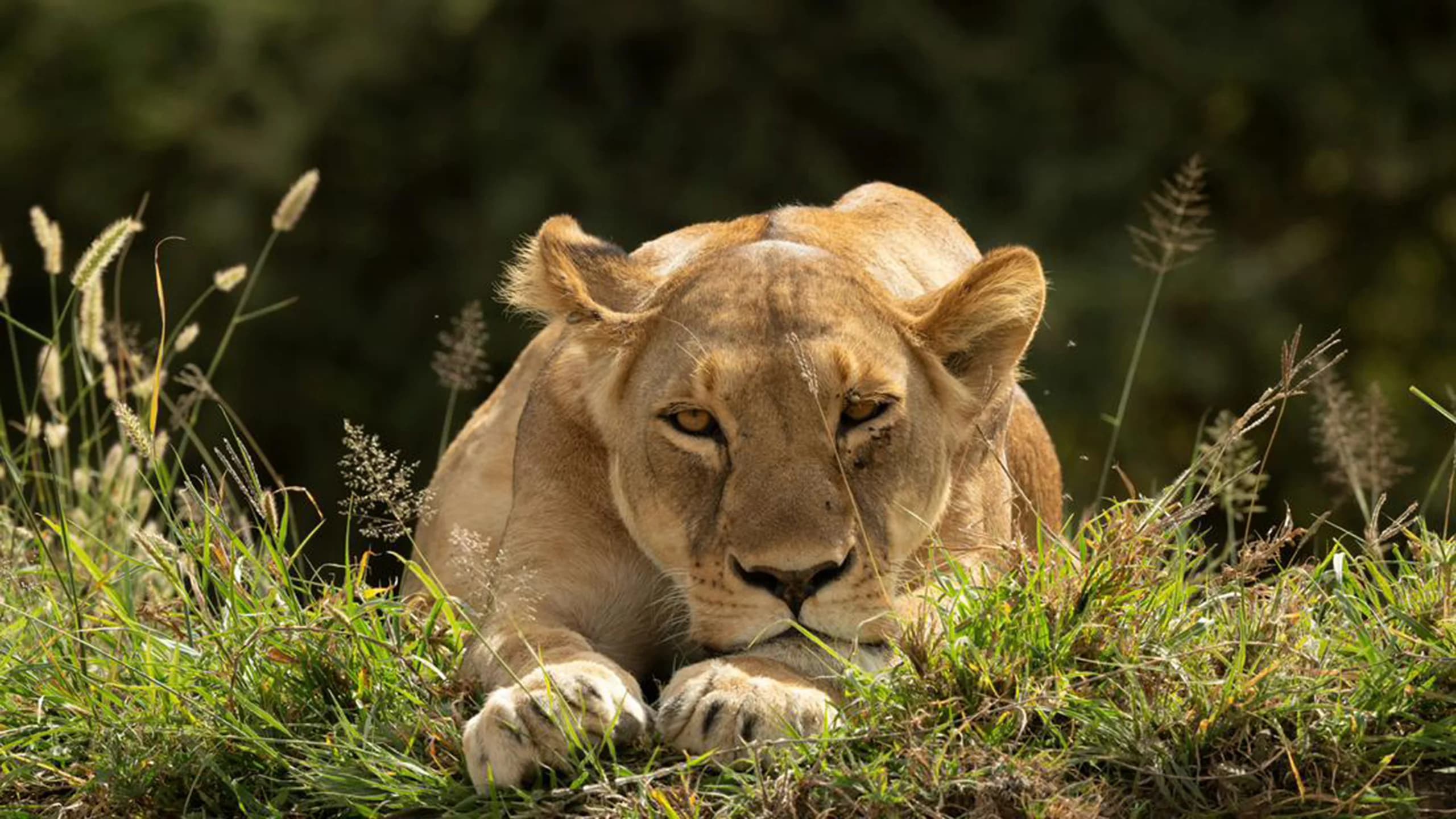 Ndutu Region photo 4