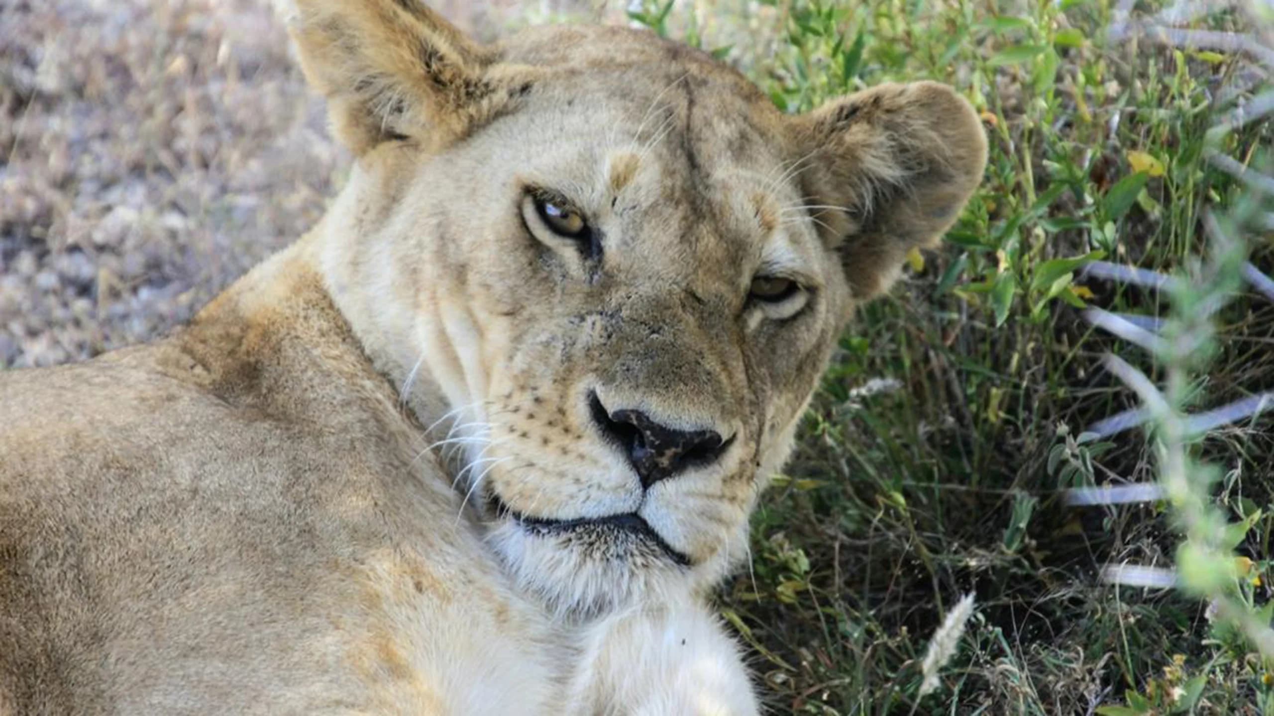 Ndutu Region photo 5