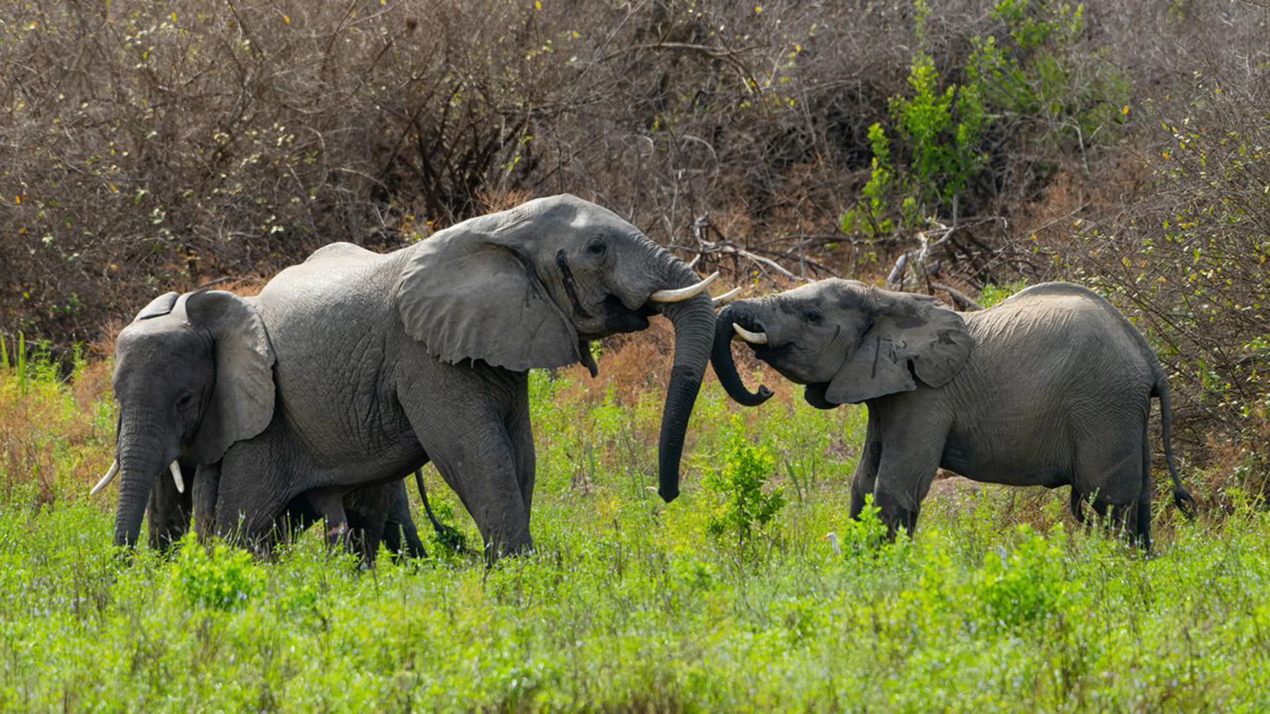 Nyerere National Park