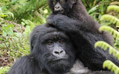 Gorilla trekking in Rwanda or Uganda