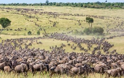 April – May: Green season (Central Serengeti)