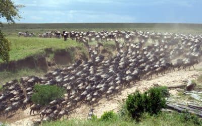 The Great Migration safari