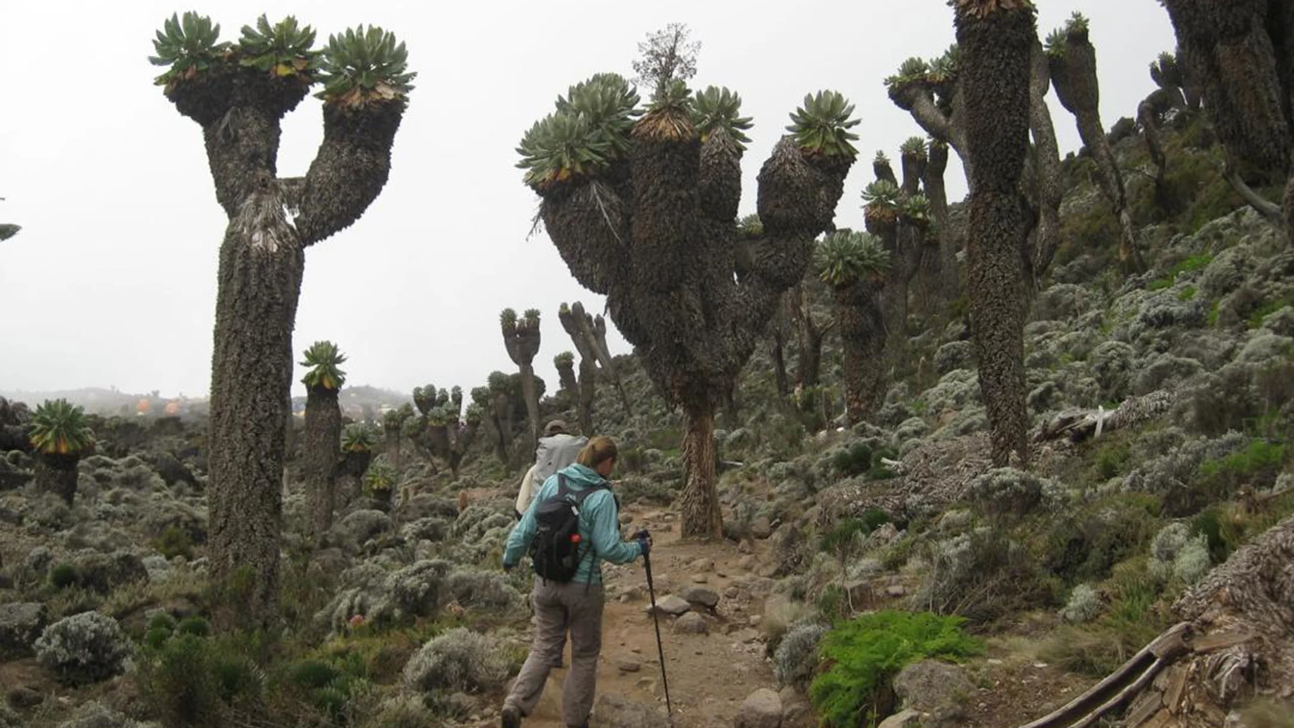 Mti Mkubwa to Shira 1 Camp