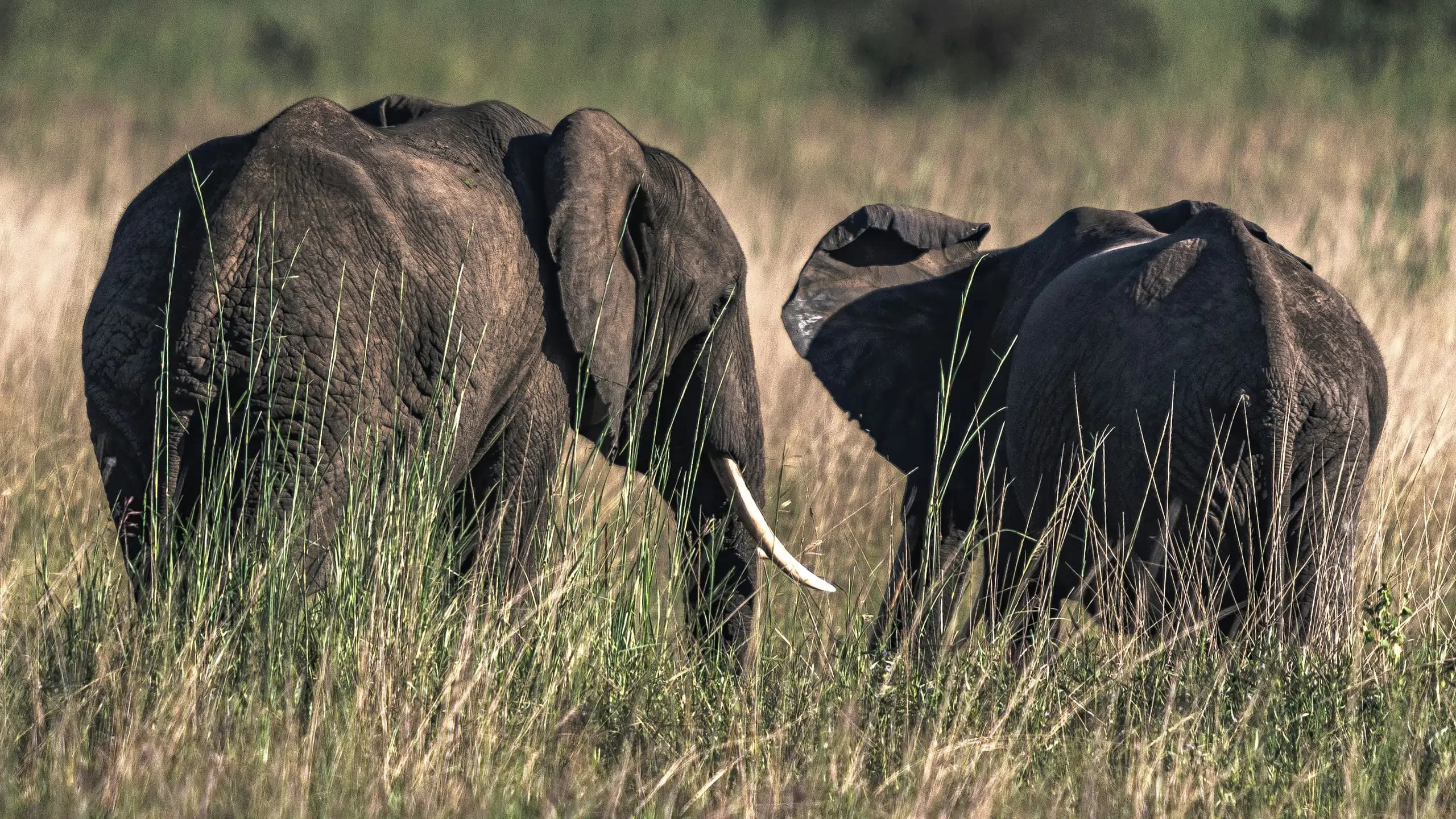 Ngorongoro Crater Adventure